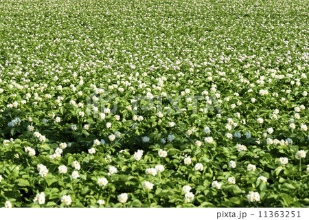 美幌町のじゃがいも畑 11363251