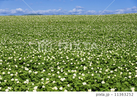 美幌町のじゃがいも畑 11363252