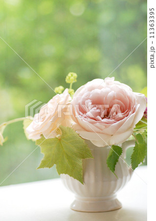 アンブリッジローズ アンブリッジローズ 11363395