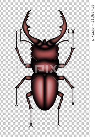 Saw Palmetto Male Saw Palmetto Male 11363419