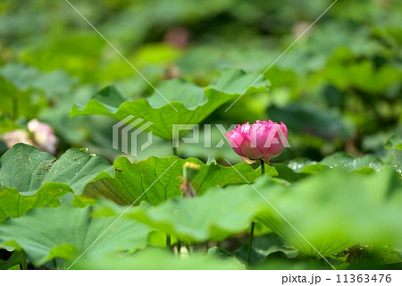 蓮の花 蓮の花 11363476