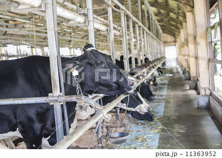 牧場の風景今日も穏やかに 牧場の風景今日も穏やかに 11363952