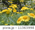 カセンソウの花【キク科】 11363998