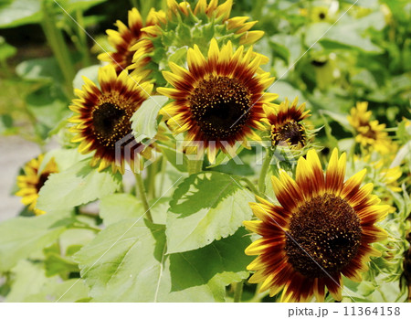 ヒマワリ 花 ヒマワリ 花 11364158