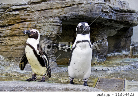 サンシャイン水族館 ケープペンギンの写真素材