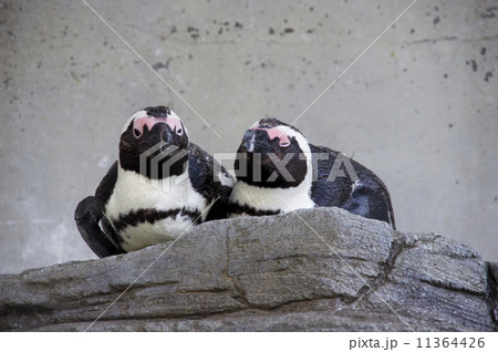 サンシャイン水族館｜ケープペンギン 11364426