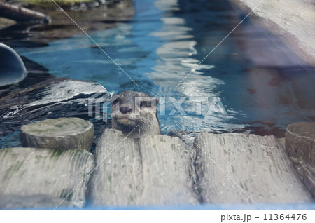 サンシャイン水族館｜コツメカワウソ 11364476