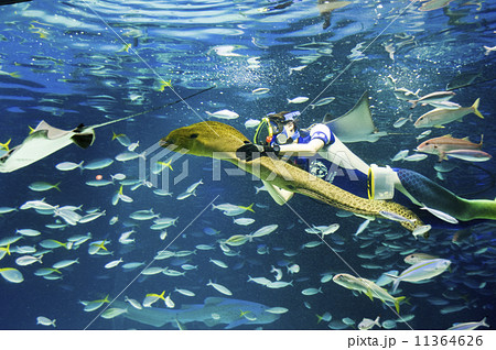 サンシャイン水族館|餌付けショー サンシャイン水族館|餌付けショー 11364626