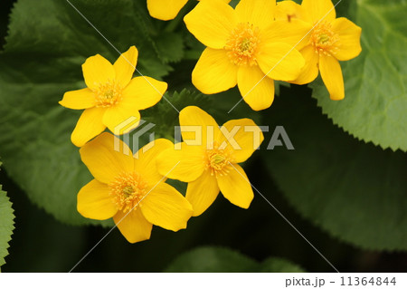 小さな黄色の花たち 小さな黄色の花たち 11364844