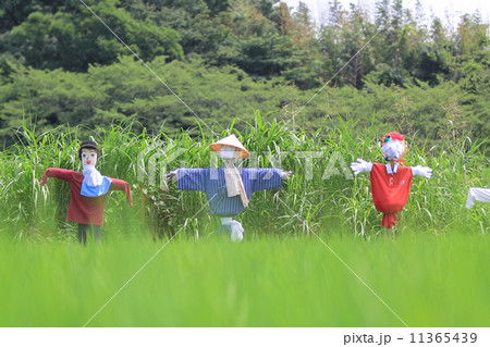 見沼田んぼの案山子 11365439