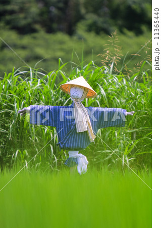 見沼田んぼの案山子 11365440