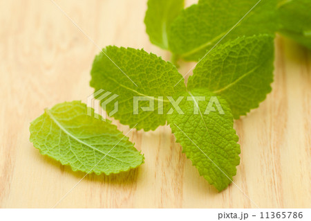 アップルミント 11365786