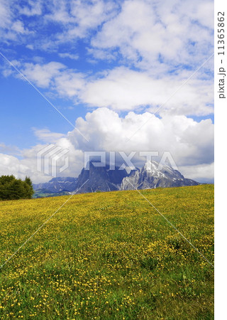 アルぺ・ディ・シウージ Alpe di Siusi ザイザー・アルム Seiser Alm アルぺ・ディ・シウージ Alpe di Siusi ザイザー・アルム Seiser Alm 11365862