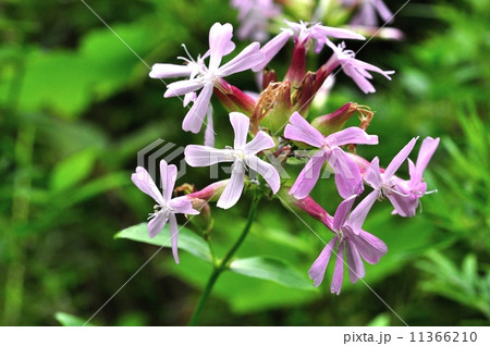 ソープワート ソープワート 11366210