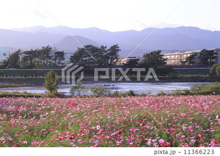 武庫川（西宮市）河川敷に咲くコスモス 11366223