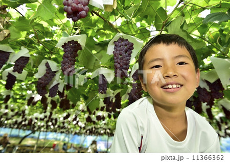 ぶどう狩り 11366362
