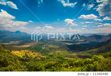 Tea plantations in India Tea plantations in India 11366486