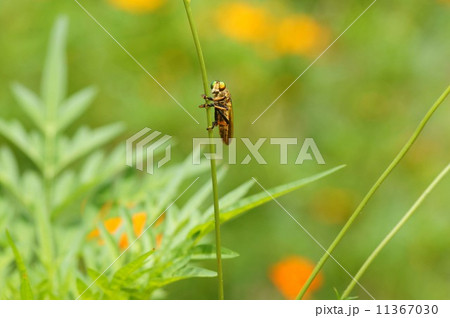 アオメアブ 11367030