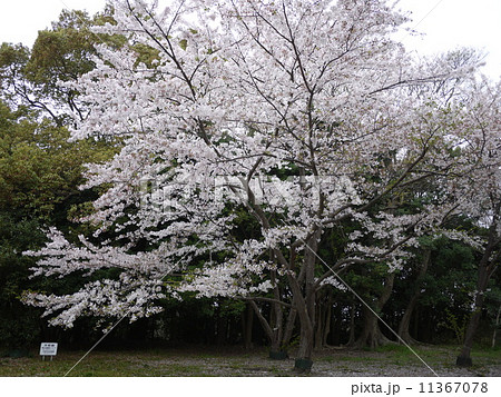 桜咲く 11367078