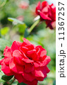 バラの花 11367257