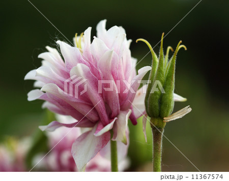 Columbine 11367574