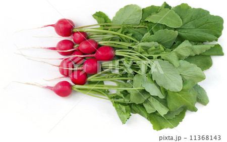 Radish 11368143