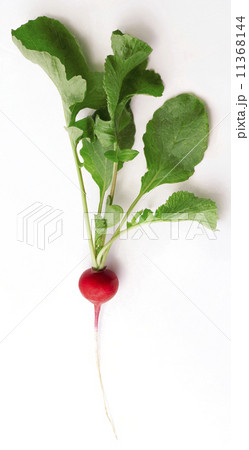 Red Radish 11368144