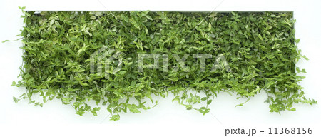 Vertical Garden Cutout 11368156