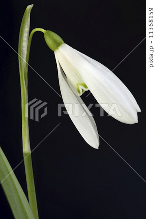 Snowdrop flower Snowdrop flower 11368159