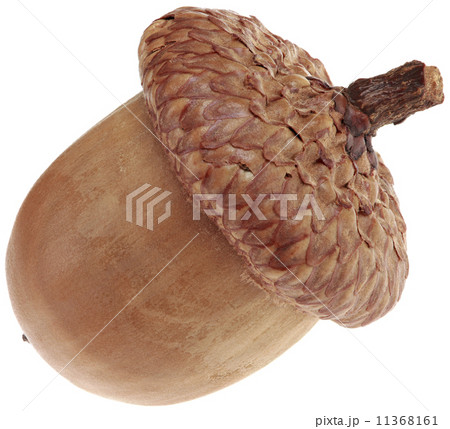 One Acorn Cutout 11368161