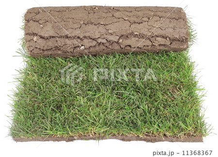 Grass Carpet Roll Cut Out 11368367
