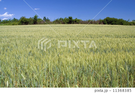 Barley Field Barley Field 11368385