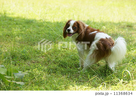 どしたの? どしたの? 11368634