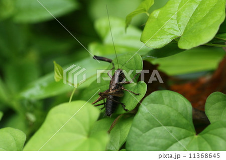 コバネヒメギス 11368645