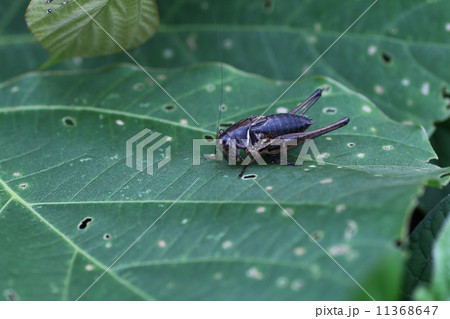 コバネヒメギス 11368647