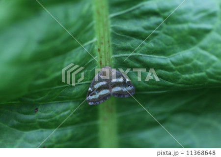 ベッコウハゴロモ ベッコウハゴロモ 11368648