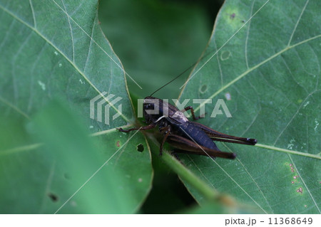 コバネヒメギス 11368649