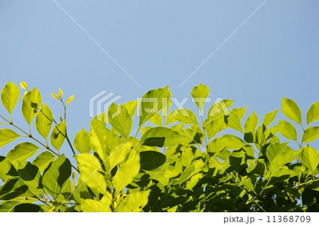 シマトネリコと空 11368709