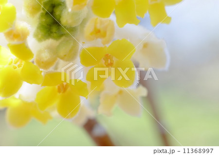 紙の原料になる三椏の花のアップ 11368997