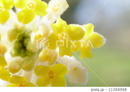 紙の原料になる三椏の花のアップ 11368998