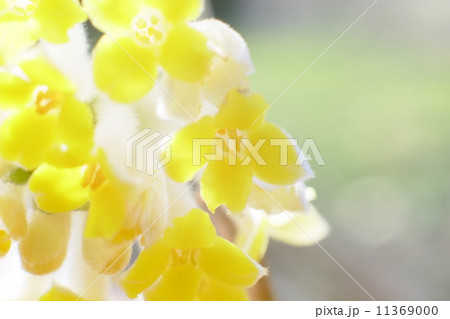 紙の原料になる三椏の花のアップ 11369000