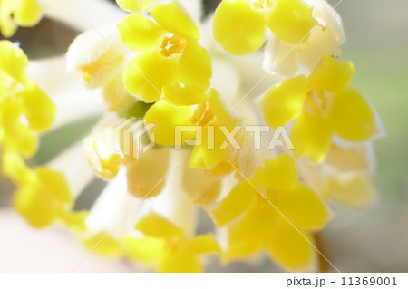 紙の原料になる三椏の花のアップ 11369001