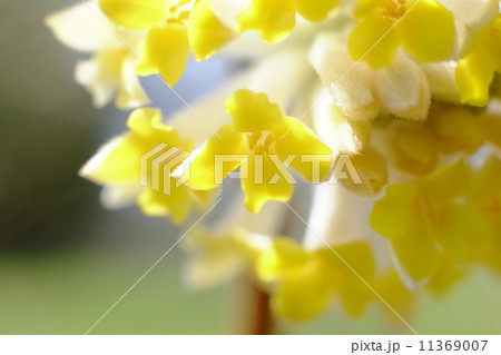 紙の原料になる三椏の花のアップ 11369007