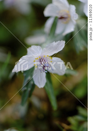 希少植物の節分草 11369010