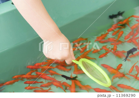 金魚すくい 11369290