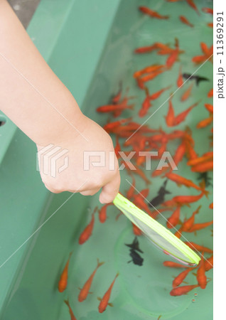 金魚すくい 11369291