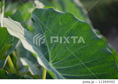 里芋の葉 11369492