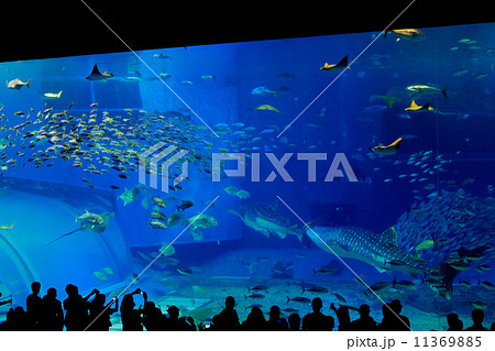 美ら海水族館の巨大水槽の写真素材