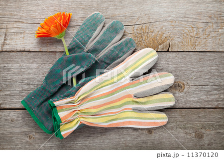 Gardening gloves and gerbera flower Gardening gloves and gerbera flower 11370120