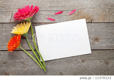 Three colorful gerbera flowers 11370123